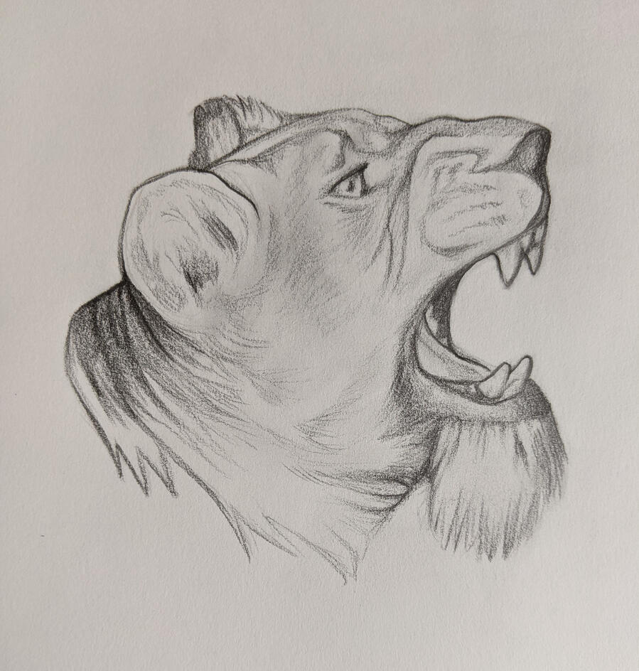 Lion Head Lion Head